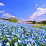 海の中道フラワーピクニック2026｜2026年3月20日（金・祝）～5月17日（日）国営海の中道海浜公園で開催される春の花イベント